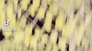 best short video viral