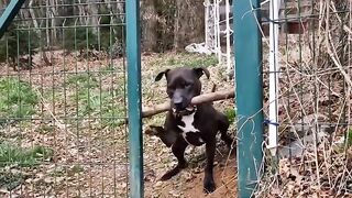 Funny animals video.