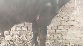 Black animal