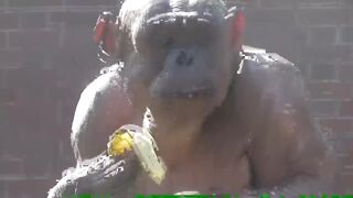 The fascinating hairless chimpanzees.