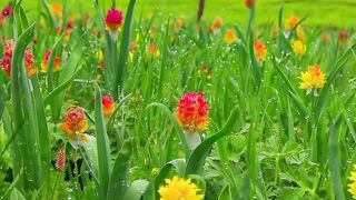 Flowers and plants ????