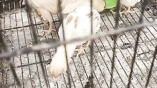 Virtual birds