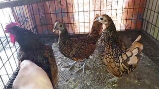 Polish ll chicken polish