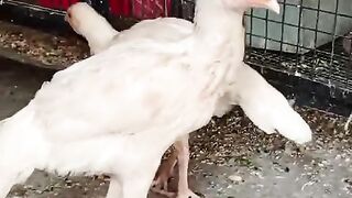 Two not three birds