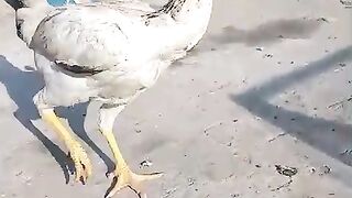 The chicken ll chicken beautiful