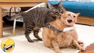 Funny Dogs And Cats Videos 2024 ???? - Best Funniest Animal Videos Of The week #15