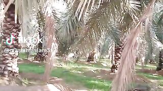 کھجور