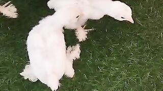 Black white legs feather