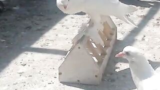 White kabootar k pas kia hay