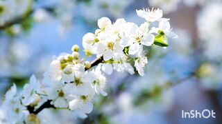 Natura beauty