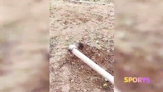Chinese viral short