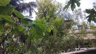 HD videos