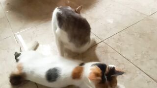 Cat moment fanny
