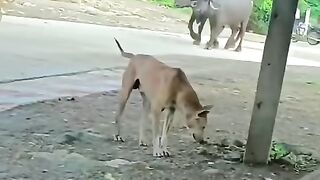 FUNNY COW AND DOG
