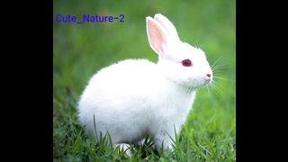 Cute Rabbit