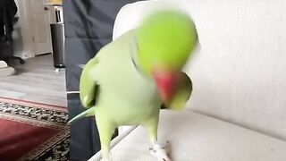 cookie cookie Song and dance with parrot