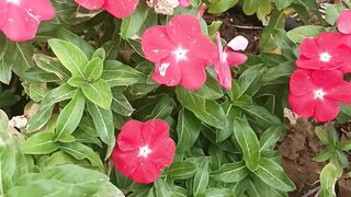Beautiful flower