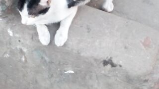 cute cat ????