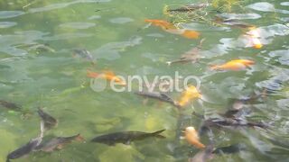 Water beautiful fish.
