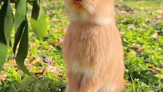 Animal World