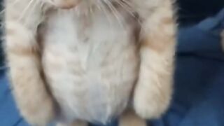 Very beautiful cats