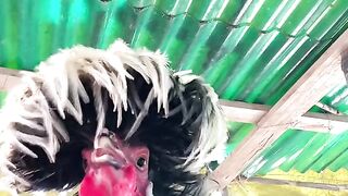 Viral dancing chickens part 3