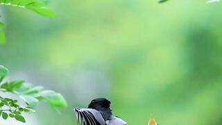 Birds ????