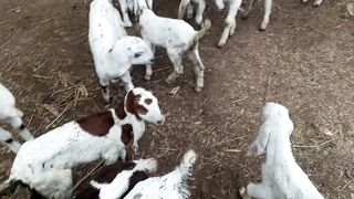 Goat kids of this season to sale on next eid