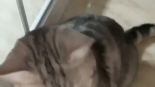 funny cat playing with toy || funny cat || cat playing with toy