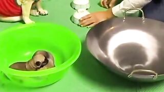 Smart and funny dog