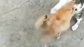 Funny clip // mixvideo//