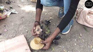 Rescue dogs with glue all over their body