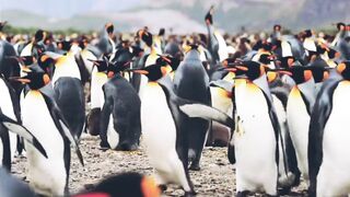 Most Beautiful Animals See This Video Amazing Video 2023❤️‍????.