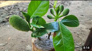 Propagation of Jack fruit from stem cutting