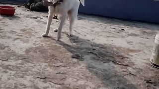 Cute dog