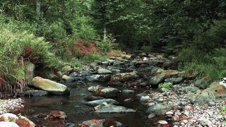 Water flow, forest