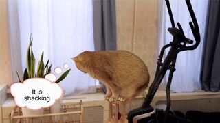 Proud British shorthair cat funny on scratching post