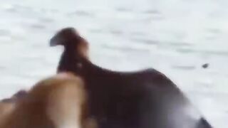 Eagal attack on fox