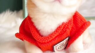 cat funny video cats