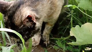 The cat is looking prey.