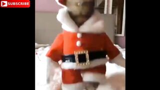funny videos clips