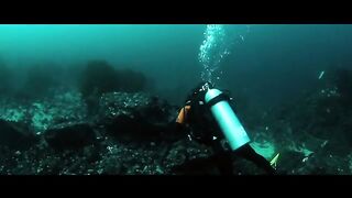 Diving Seal Under The Water
