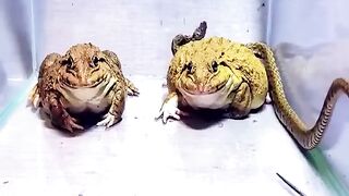 Lucky Frogs with a snack