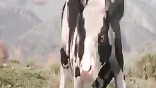 Funny fighting with cow