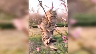 Baby Cats - Cute and ???? Funny Cat Videos Compilation