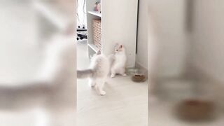 Baby Cats - Cute and ???? Funny Cat Videos Compilation #2