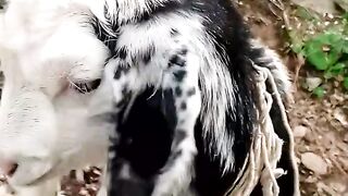Goat Fun: The Best Playtime Ever