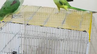 Angry parrot coco