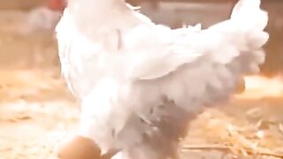 Funny video Funny cock  dancing Funny video