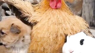 Animals video
